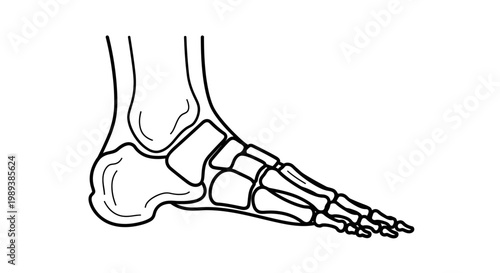 Detailed anatomical illustration of human foot bones.