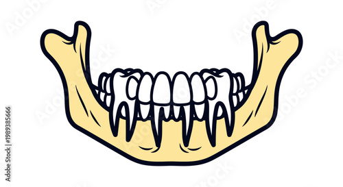 Human lower jawbone with teeth illustration.