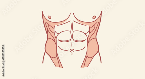Detailed illustration of human abdominal muscles and torso.