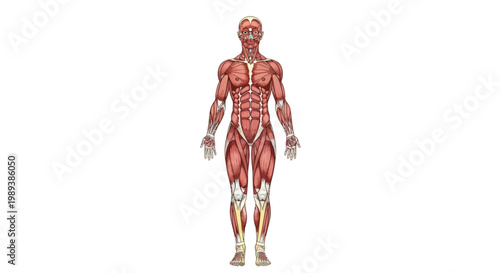 Detailed Human Muscular System Anatomy Illustration.