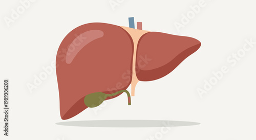 Human Liver Anatomy Illustration with Gallbladder and Blood Vessels.