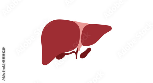 Human Liver Organ Illustration for Medical and Health Concepts.