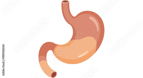 Human Stomach Organ Anatomy Isolated on White Background.