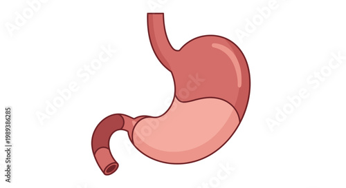 Human Stomach Anatomy Diagram Digestive System Organ.