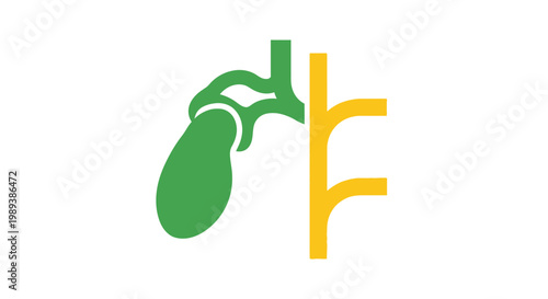 Gallbladder and bile duct system medical illustration.