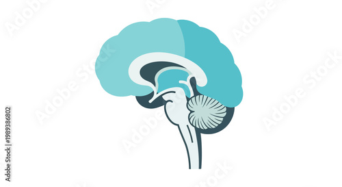 Human Brain Anatomy Illustration Showing Key Regions.