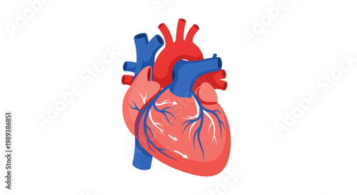 Human Heart Anatomy Illustration with Arteries and Veins.
