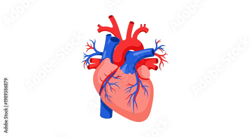 Human Heart Anatomy Illustration with Arteries and Veins.