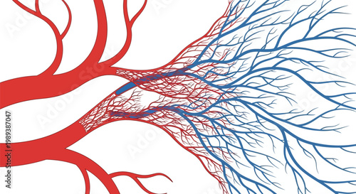 Human circulatory system with arteries and veins branching out.