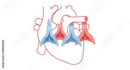 Detailed illustration of human heart valves and chambers.