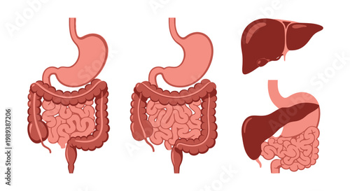 Human Digestive System and Internal Organs Illustration Set.