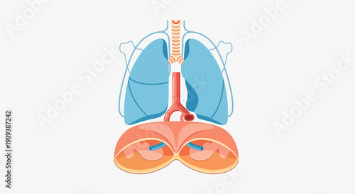 Human Respiratory System Anatomy with Lungs and Diaphragm.