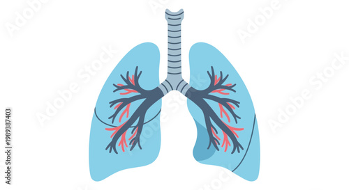 Human Lungs Anatomy Illustration with Bronchi and Alveoli.