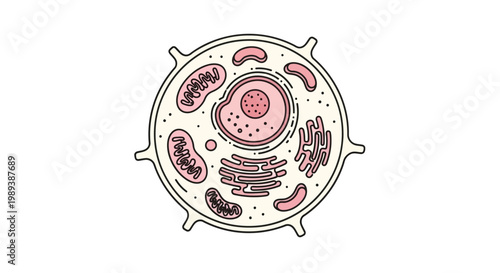 Detailed Diagram of an Animal Cell with Organelles.