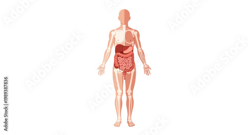 Human Anatomy Digestive System Illustration with Internal Organs Highlighted.