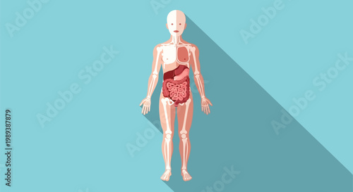 Human Anatomy Diagram Showing Internal Organs in Detail.