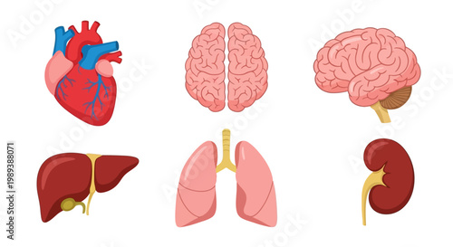 Human internal organs set - heart, brain, liver, lungs, and kidney illustrations.