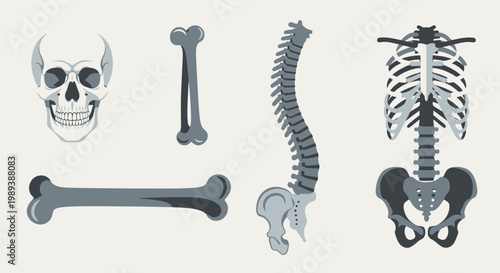 Human Skeleton Bones Skull Spine Rib Cage Pelvis Anatomy Illustration Set.