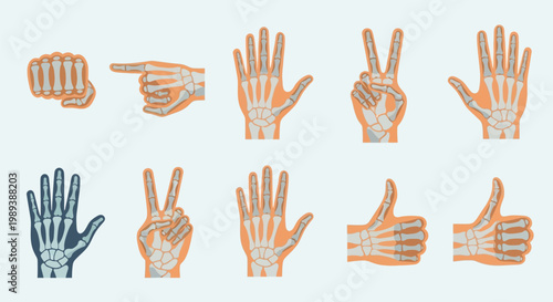 Human Hand Bones and Skeleton Structure in Various Gestures.