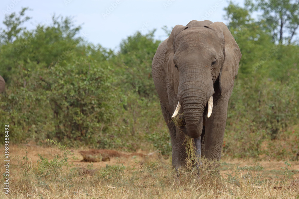 Fototapeta premium Afrikanischer Elefant / African elephant / Loxodonta africana