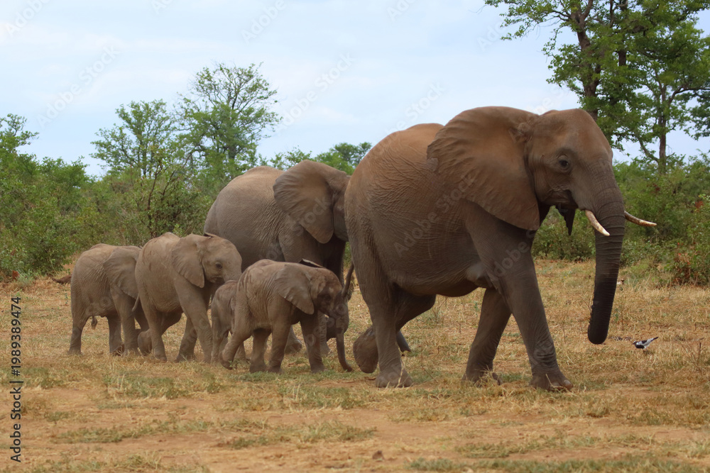 Fototapeta premium Afrikanischer Elefant / African elephant / Loxodonta africana
