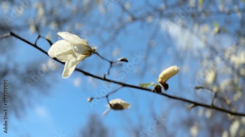 White blossoms on tree branch against blue sky, spring nature concept, blooming flowers, fresh greenery, outdoor floral scene, natural background