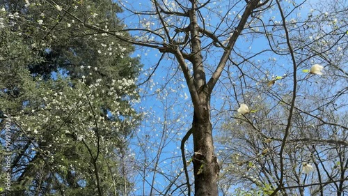 Tall trees with blooming branches against blue sky, spring nature concept, growth and renewal, outdoor forest scene, natural background with copy space