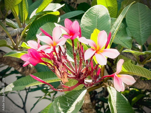 Group of Pink Plumeria flower,Shrub plant,fragrance and beautiful blooming among sunlight reflection,