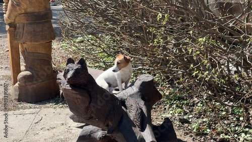Cat sitting near pigeons in outdoor urban setting, animal behavior concept, interaction between pets and birds, natural environment, sunny day scene