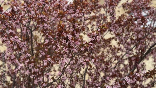 Blooming tree canopy with pink flowers, spring nature concept, floral background, seasonal beauty, outdoor scene, natural texture with copy space