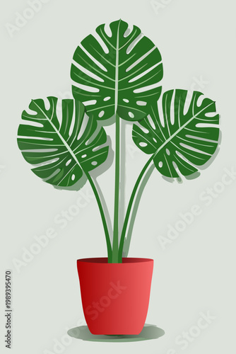 Three monstera deliciosa leaves emerge from a vibrant red flowerpot