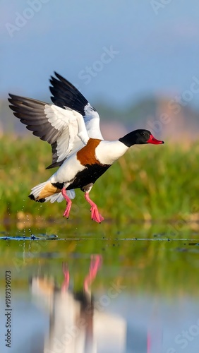 Common Shelduck Tadorna Tadorna Flying Over Calm Water With Wings Spread Displaying Colorful Plumage And Pink Feet In A Sunny Wetland Marsh
