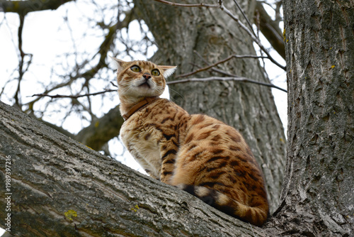 Bengal cat sitting on a tree branch and hunting for birds in spring,fat bengal cat.
