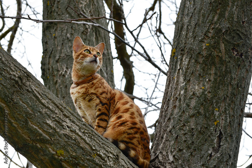 Bengal cat sitting on a tree branch and hunting for birds in spring,fat bengal cat.