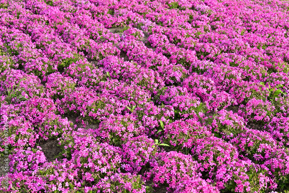 Fototapeta premium ピンクの可愛らしい花芝桜
