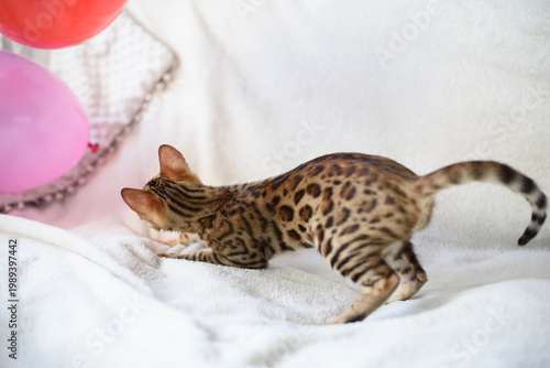 Playful Bengal kitten energetically plays with colorful balloons on a soft white sofa in a bright, cozy living room. The curious little cat jumps and reaches with its paws, showing lively character, c