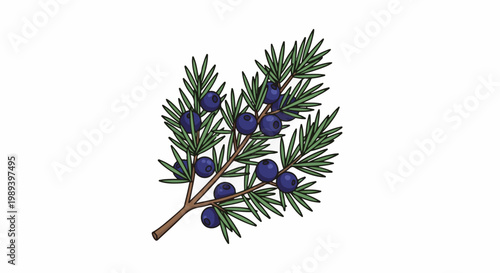 A sprig of evergreen with dark blue berries, drawn in cartoon style