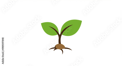 Small Green Plant with Roots and Leaves.