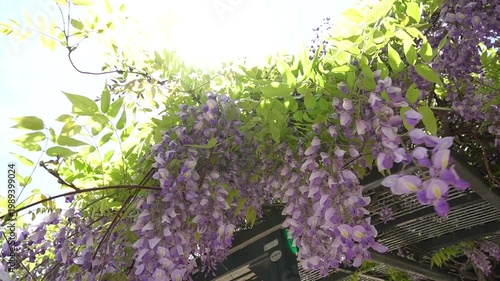 初夏の爽やかな風に吹かれる藤の花
