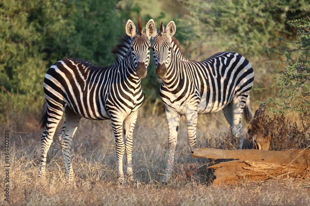 Obraz premium Steppenzebra / Burchell's zebra / Equus quagga burchellii