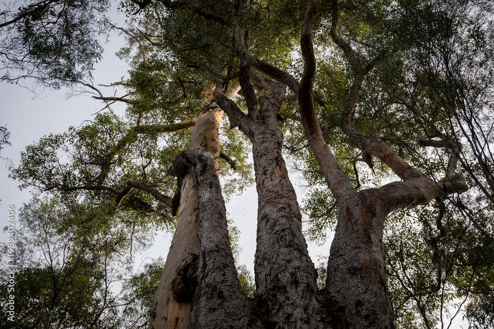 Fototapeta premium Majestic Tall Trees Under Bright Sky