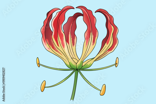 Illustration of a vibrant red lily flower with yellow accents