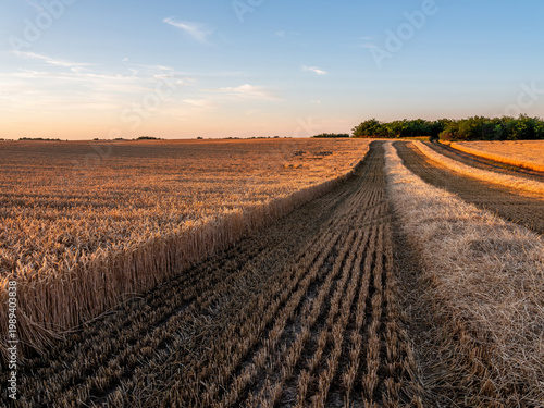 Harvested wheat field under golden hour sunset sky