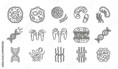 Monochrome cell biology line icon set with animal plant cell nucleus and organelle symbols vector