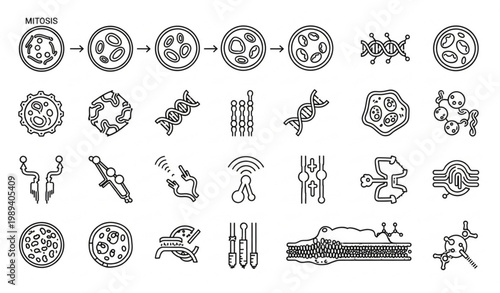 Cellular process and biology outline icons with mitosis DNA replication and membrane transport vector set