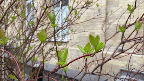 Tree branches with fresh green leaves in spring, nature and growth concept, seasonal change, outdoor environment, natural background with copy space