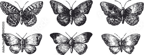 vintage hand drawn butterflies collection six detailed ink illustrations of various butterfly species