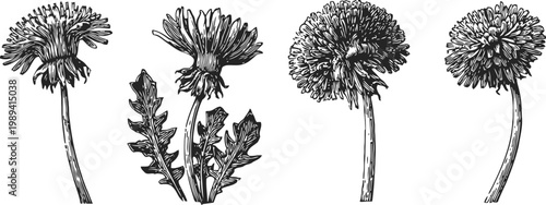 detailed black and white dandelion flower illustrations with stems and leaves, botanical line art