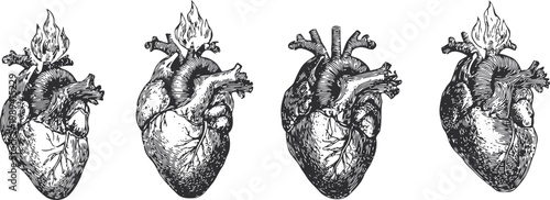 vintage anatomical illustrations of human hearts with flames, detailed black and white drawings