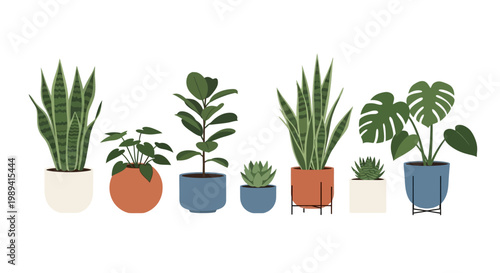 A variety of houseplants in pots.